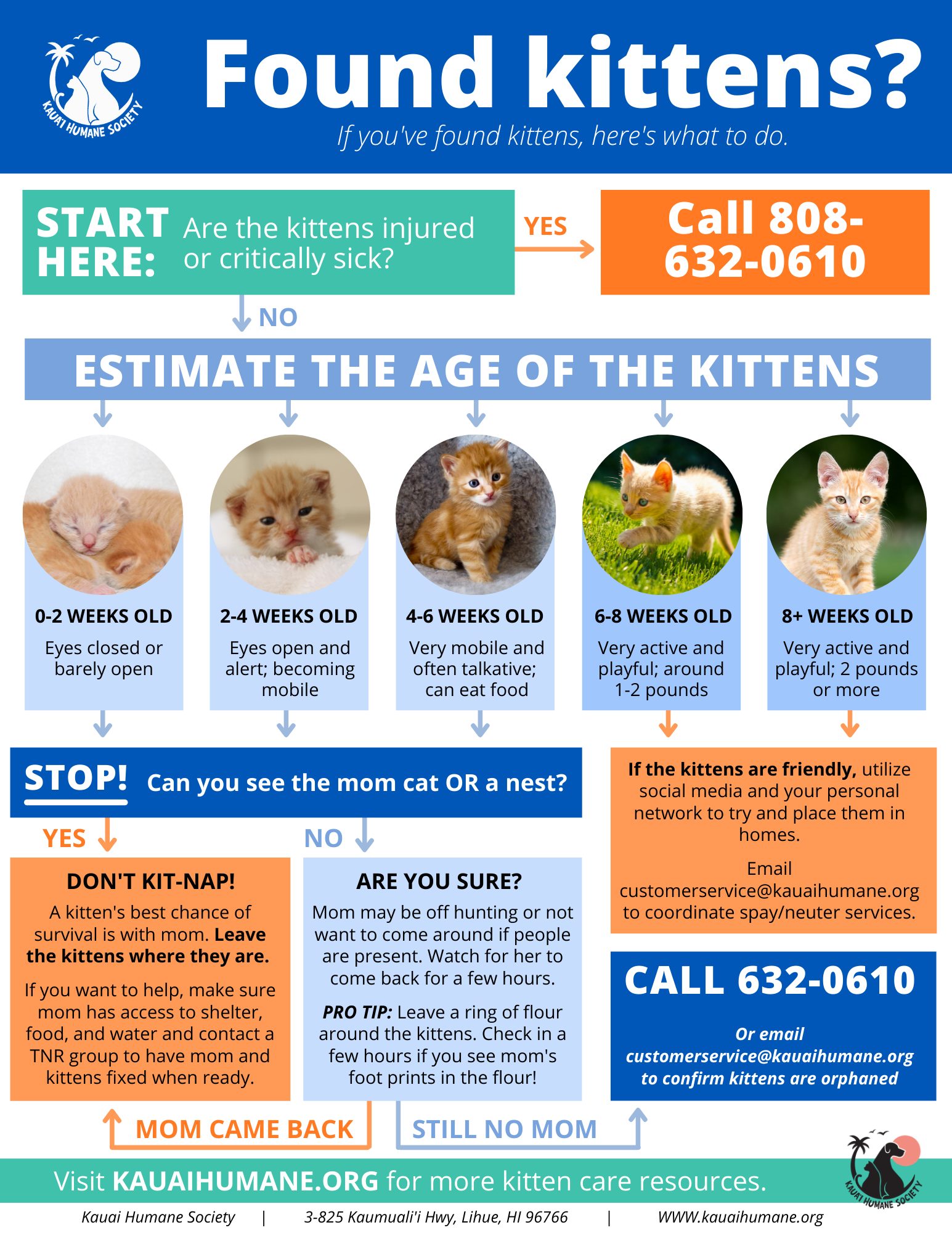 A flow chart for what to do with found kittens.