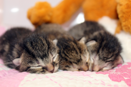 Two-day-old kittens also know as _neonate kittens_ or _bottle babies_