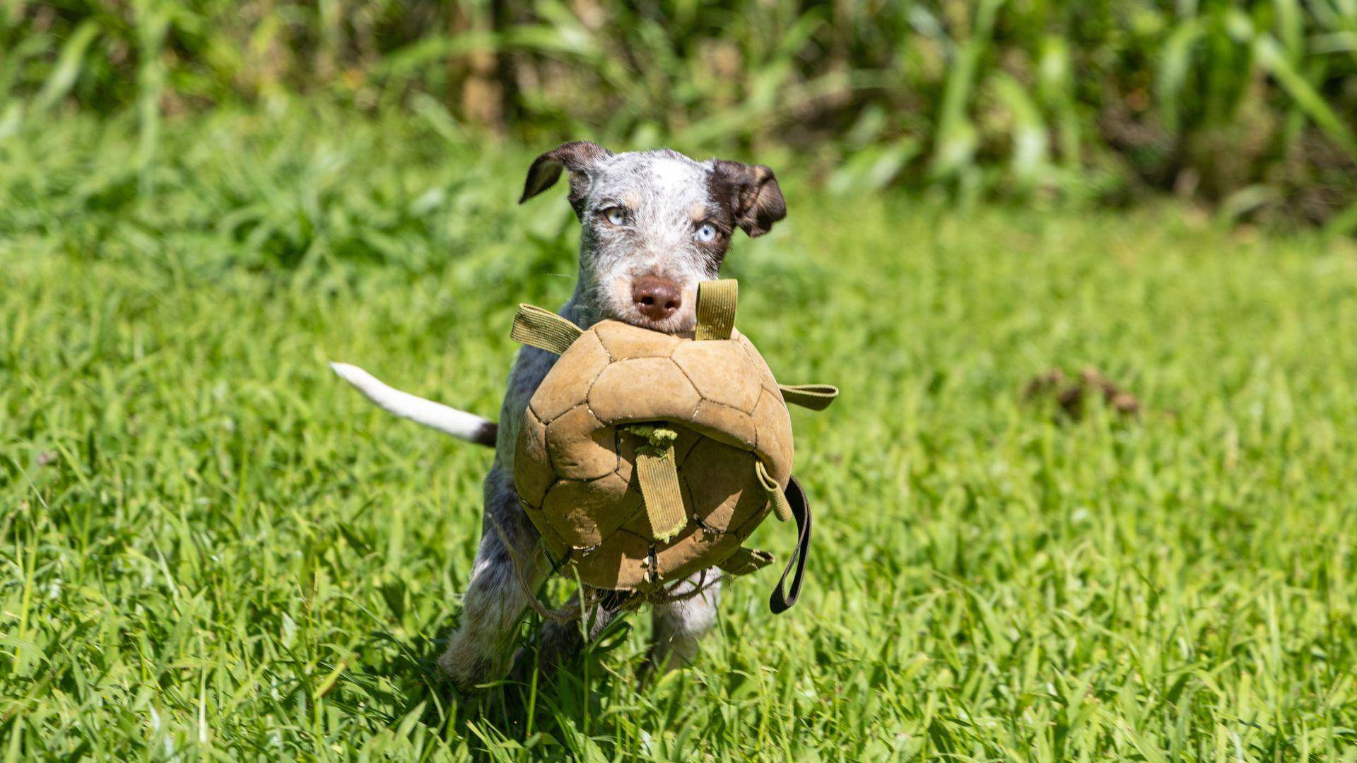 Adoptable Cats Dogs Kauai Humane Society