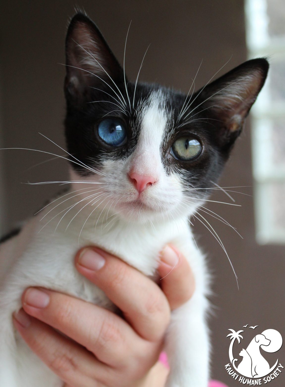 humane society kittens adoption