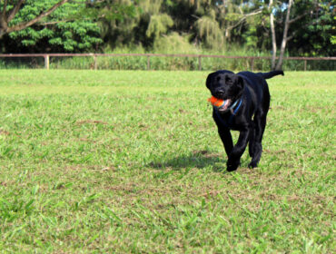 A dog playing in the dog park.