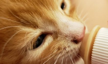 Neonate kitten drinking from a bottle.