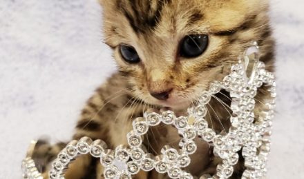 A kitten in a tiara