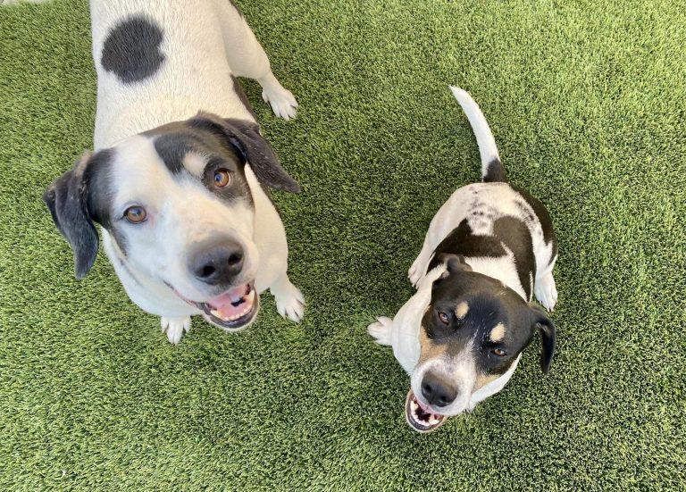 Job Opening Full Time Maintenance Technician Kaua’i Humane Society