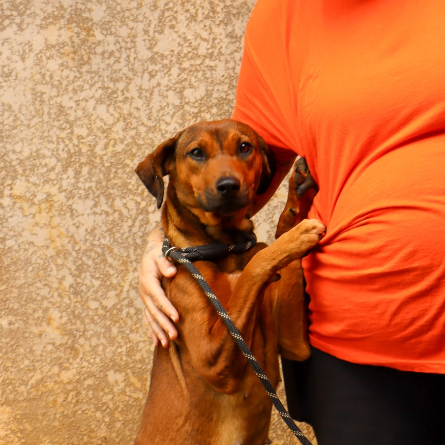 Mental Health Support