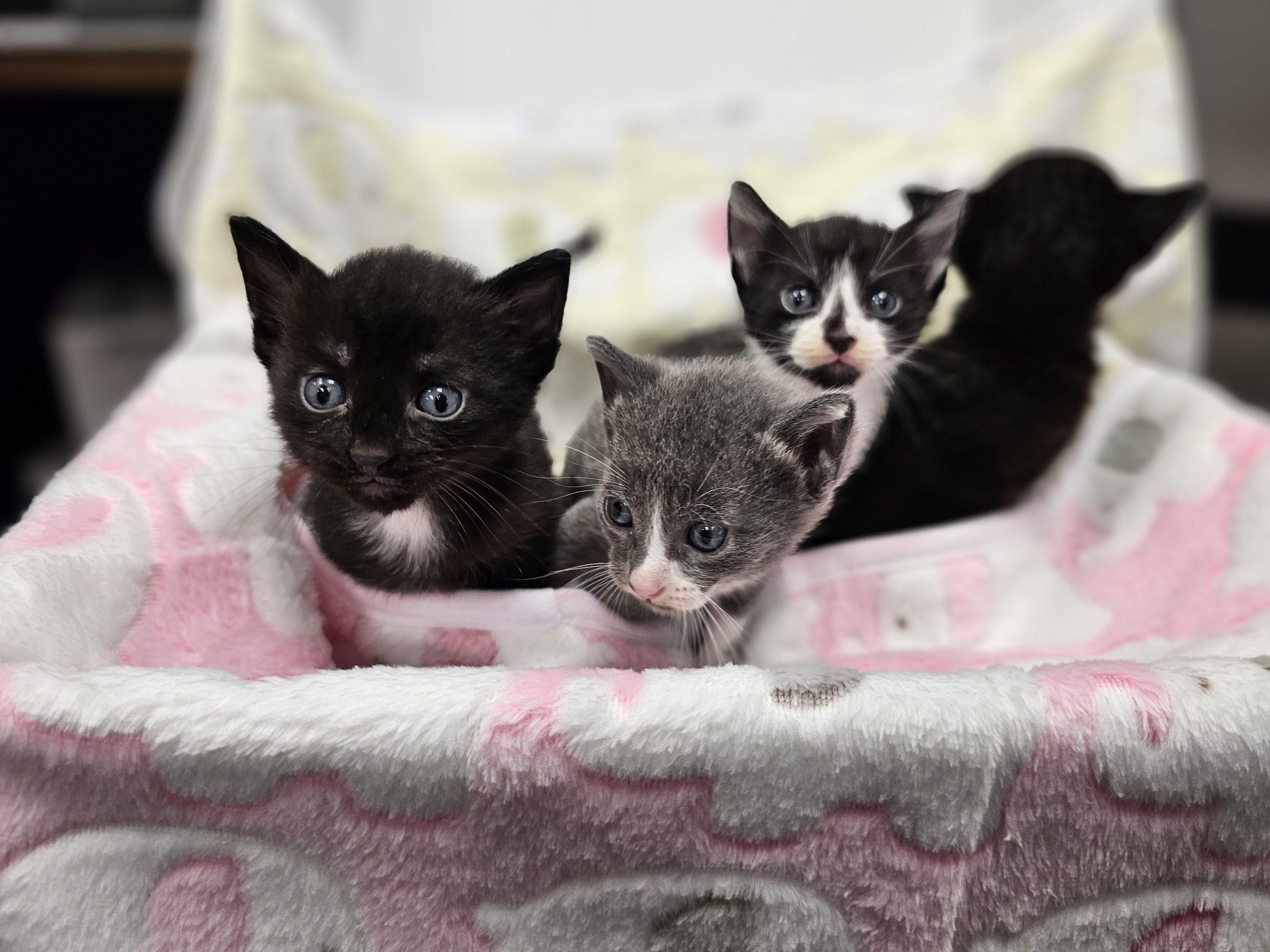 Adoptable Cats Dogs Kauai Humane Society
