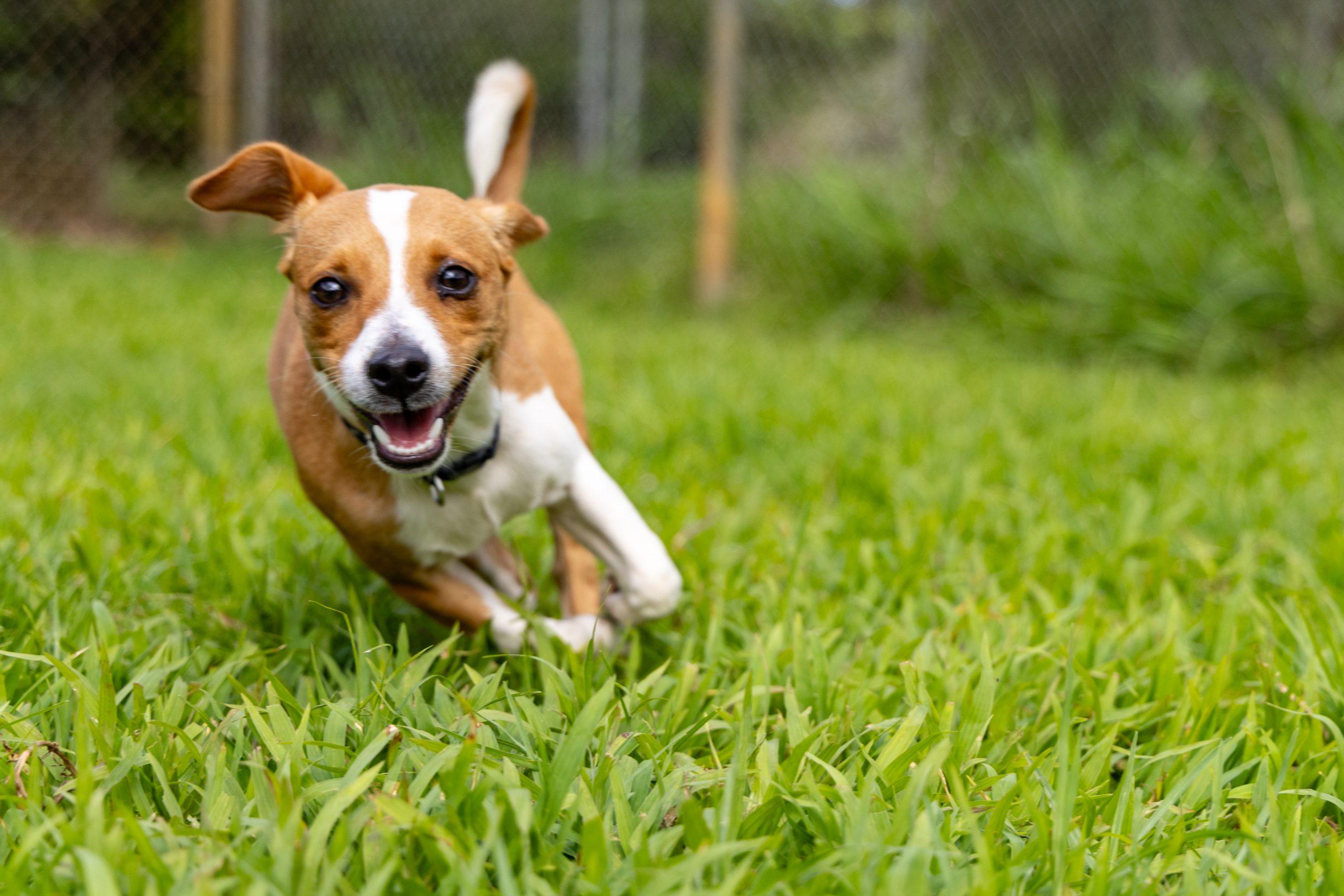 Adoptable Cats Dogs Kauai Humane Society