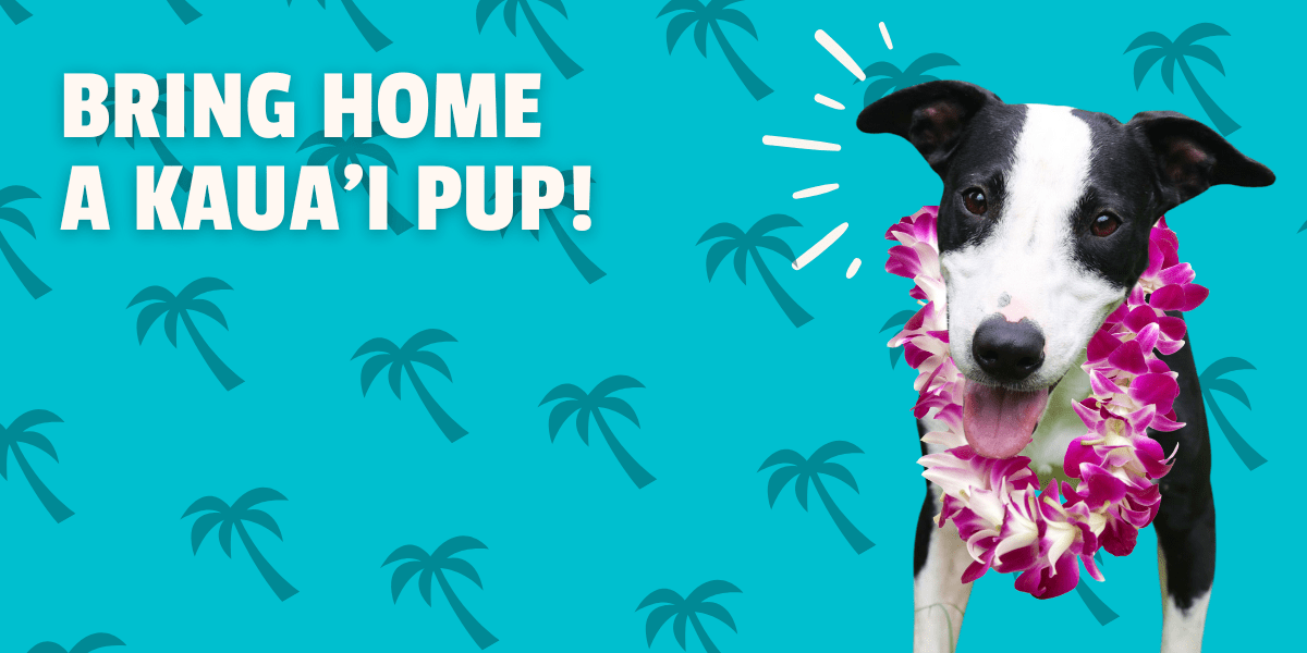 Off-Island Adoptions