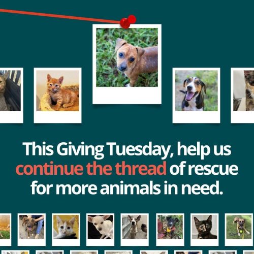 Ronald Carousel for Giving Tuesday