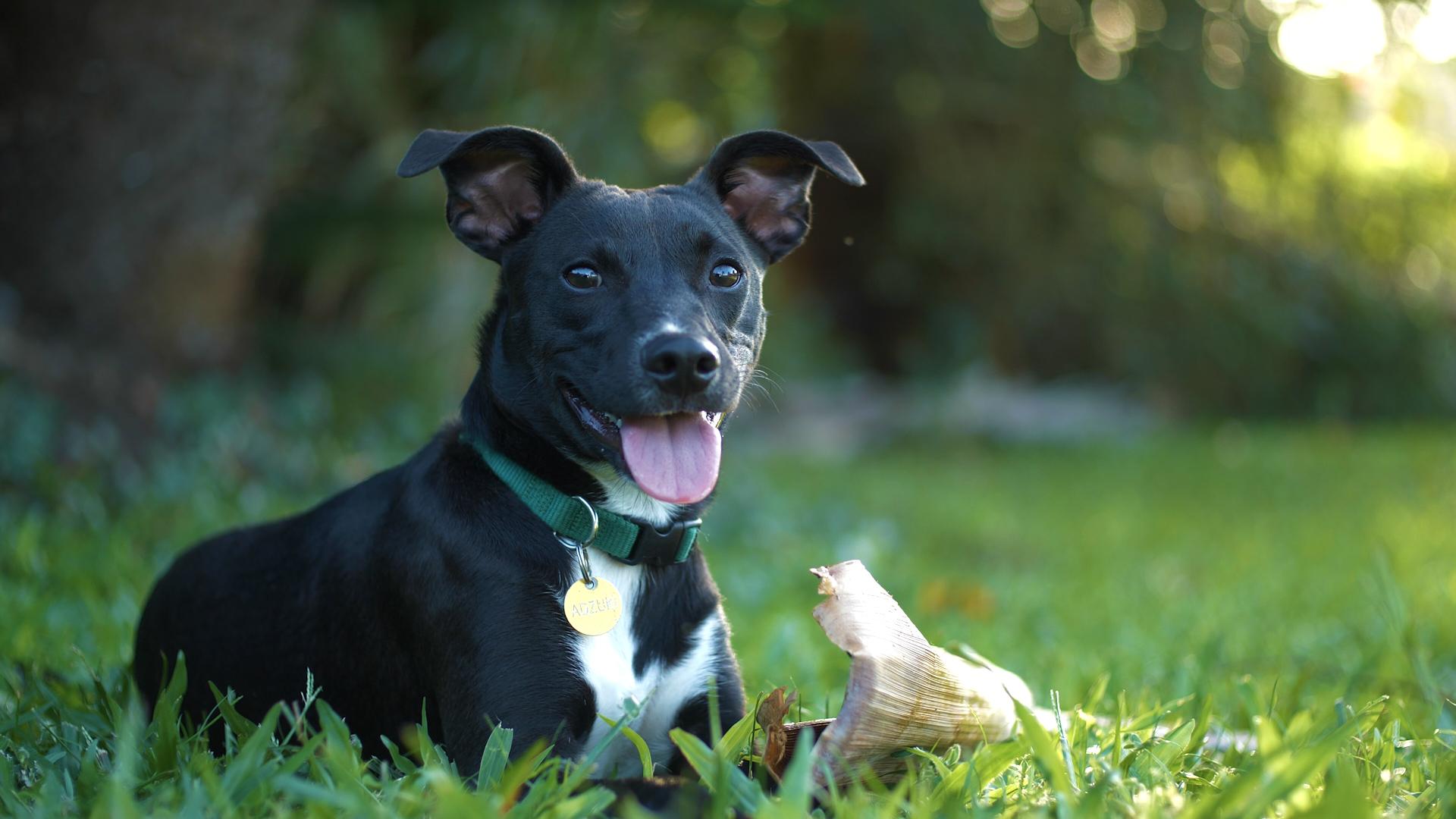 Adoptable Cats Dogs Kauai Humane Society