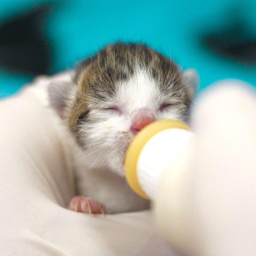Kitten Season Website Slider