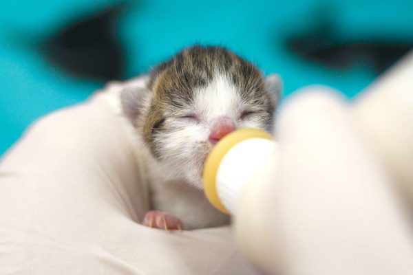 Kitten Season Website Slider