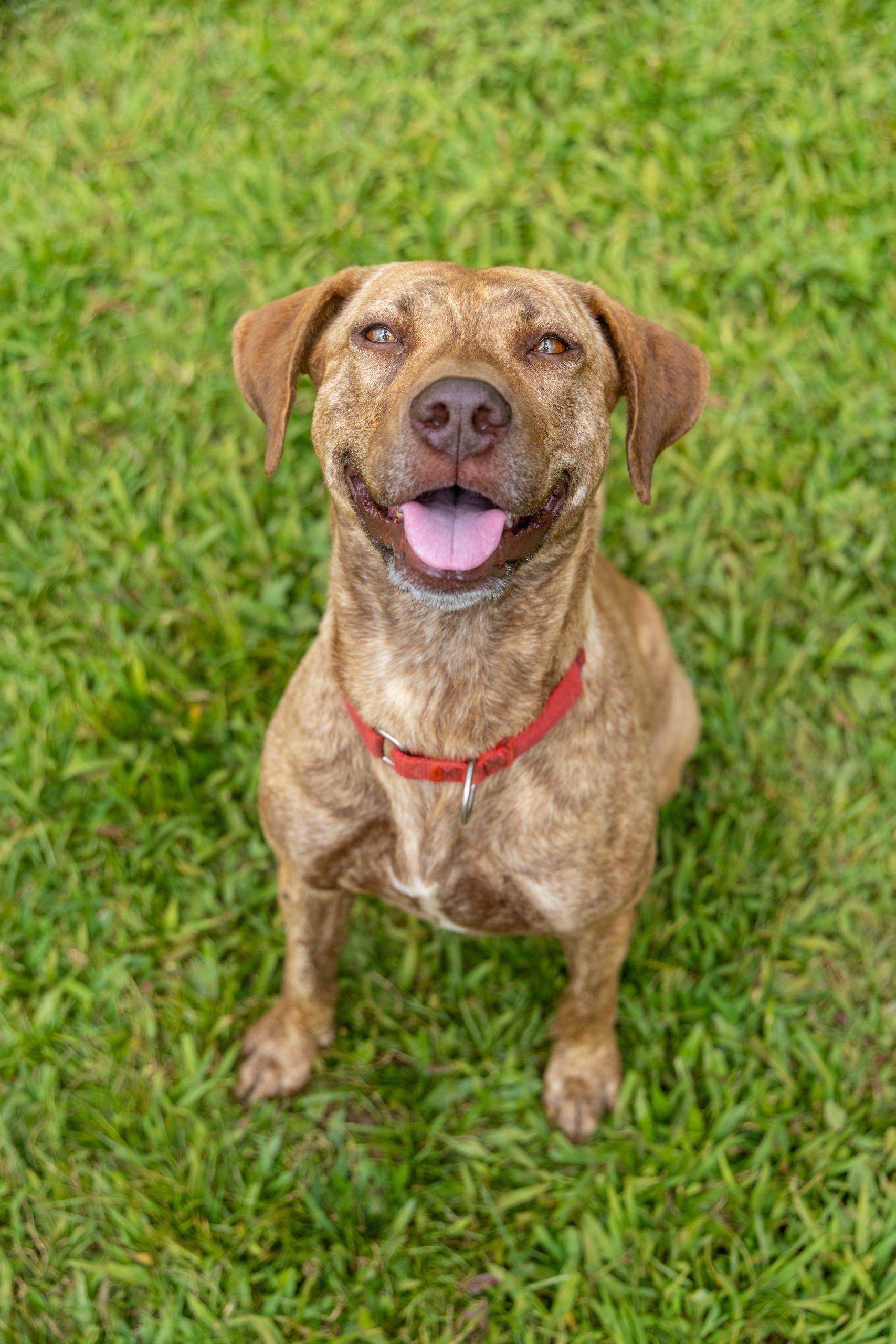 Adoptable Cats Dogs Kauai Humane Society