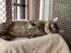 Cat/Kitten OIA Special Aug. 1